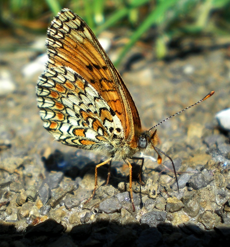 Melitaea phoebe / ornata